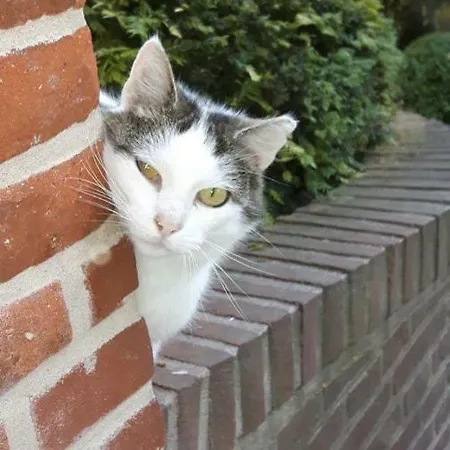 Ferienwohnung-rosenrot-auf-dem-ferien-bauernhof-nilson-in-inselmitte Bisdorf